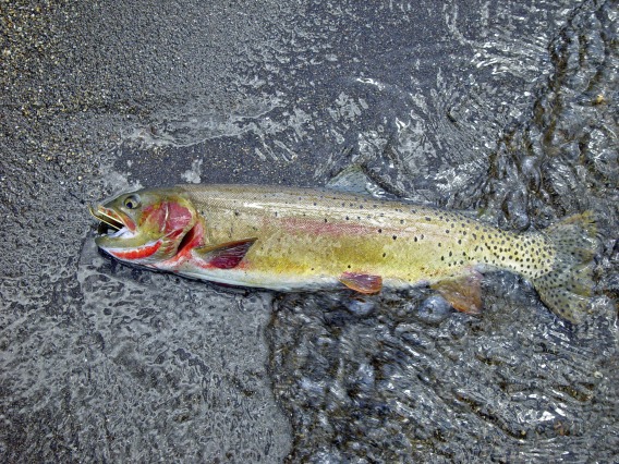 Habitat for native cutthroat trout is projected to decrease by up to 58 percent due to temperature increases and competition with other species.
