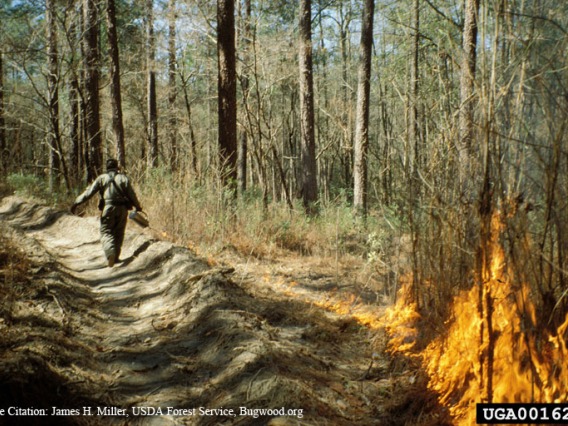 Climate mitigation can provide co-benefits such as prescribed fire that reduces future greenhouse gas emissions and increases forest resiliency.