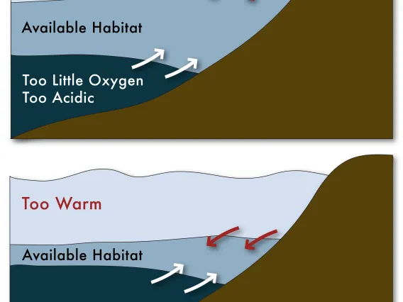 Climate-related changes to the ocean—warming waters and oxygen depletion—can reduce available habitat for economically important marine species.