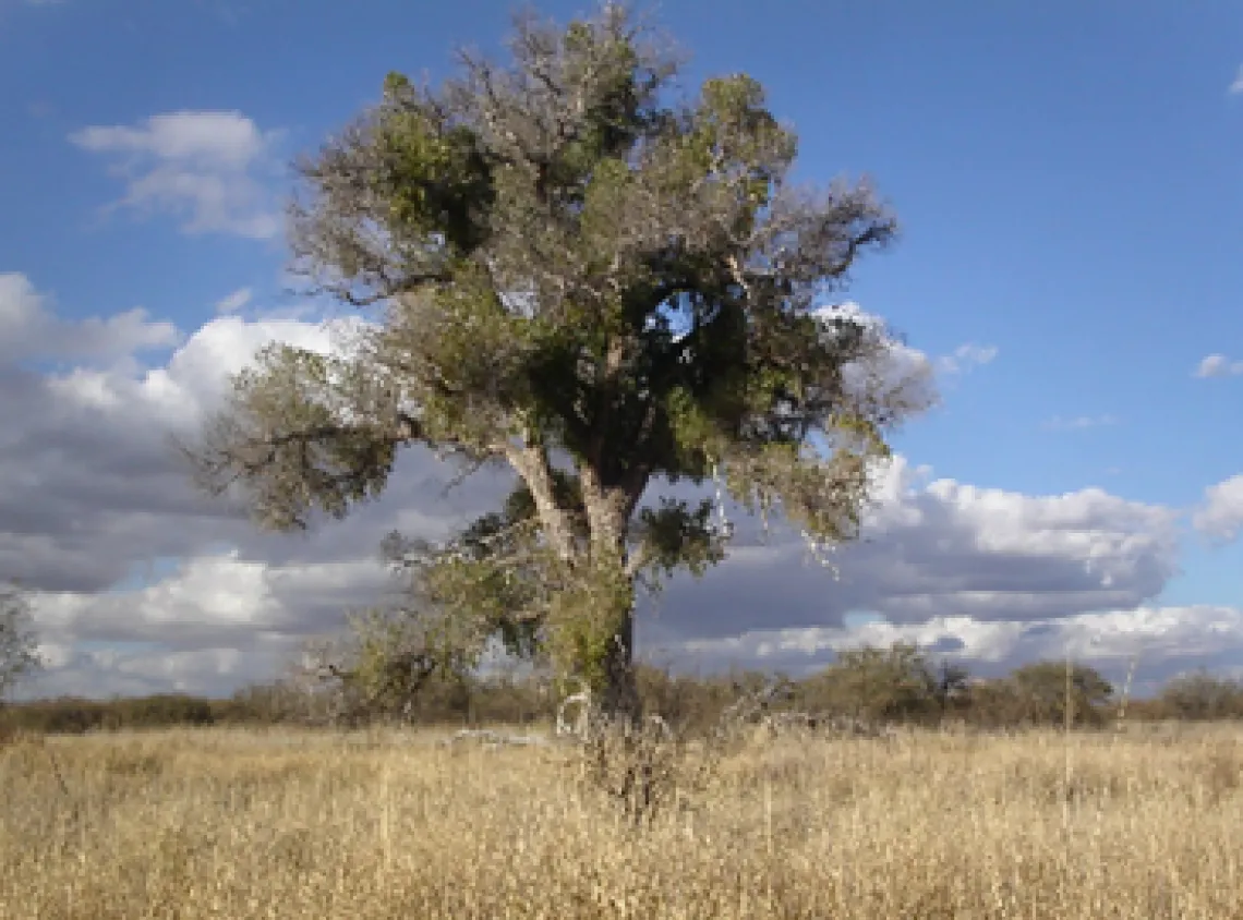 Observed changes in climate are associated strongly with some changes in geographic distributions of species. 